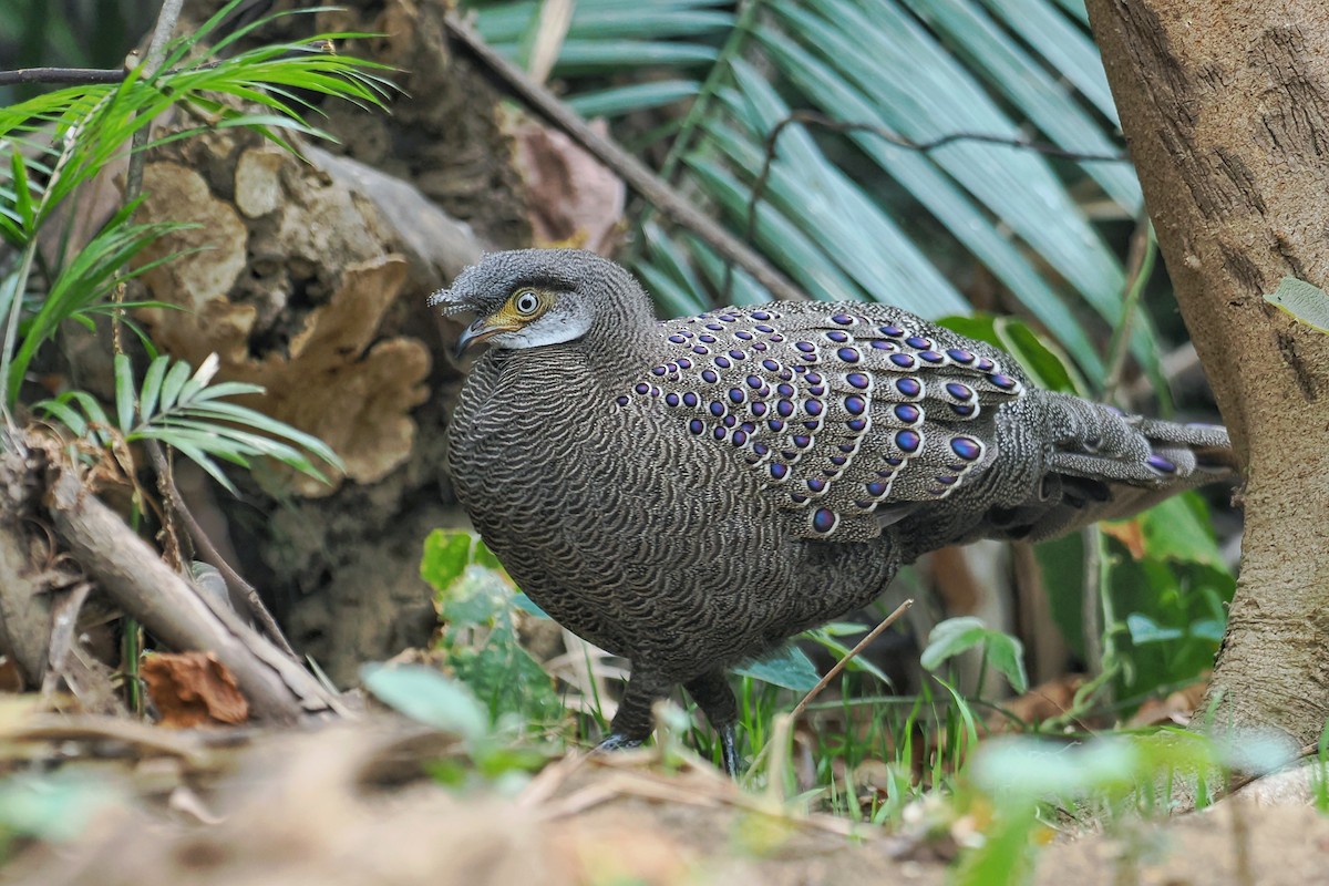 Gray Peacock-Pheasant - ML624983381