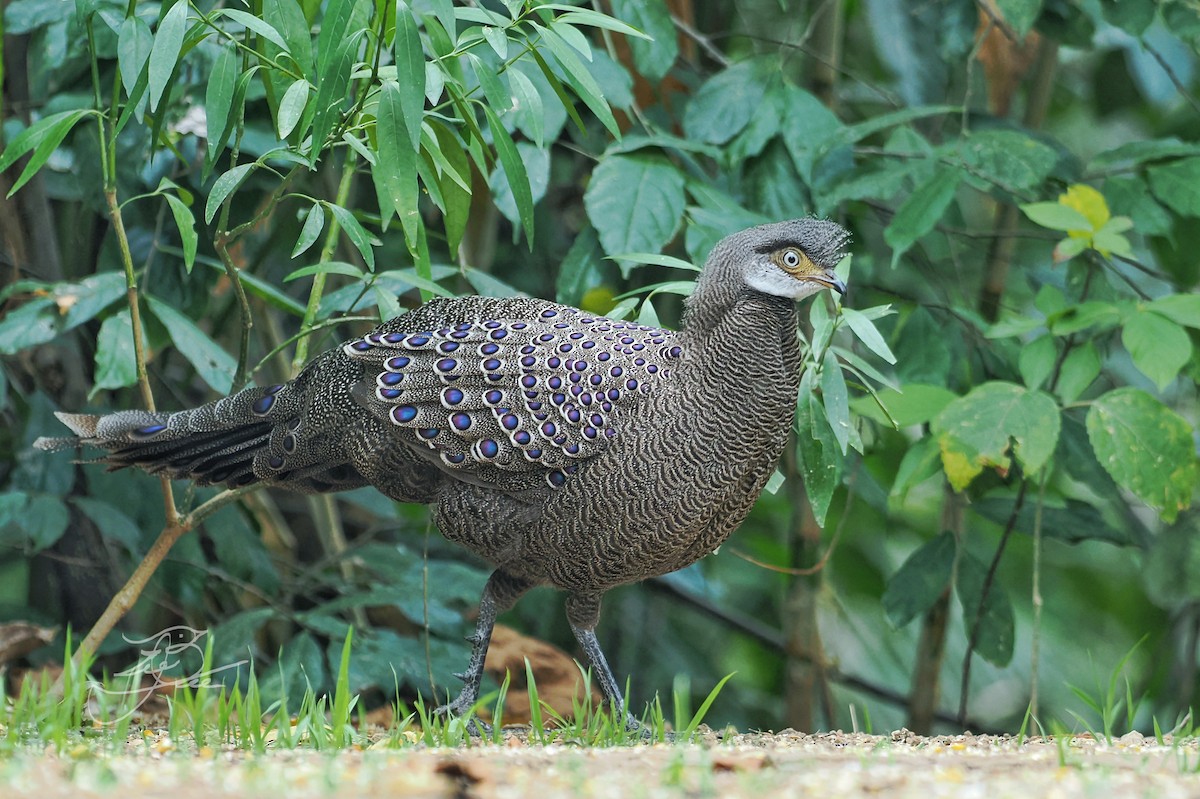 Gray Peacock-Pheasant - ML624983382