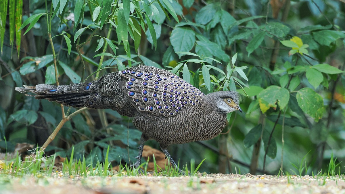 Gray Peacock-Pheasant - ML624983383