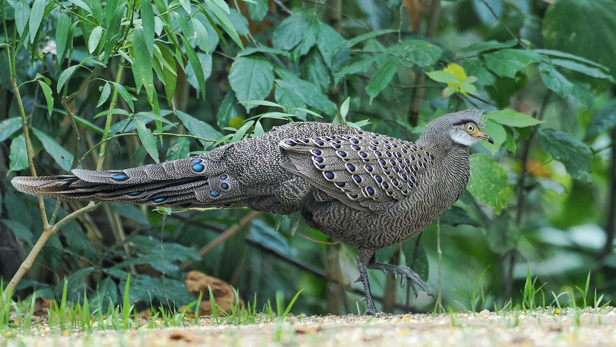 Gray Peacock-Pheasant - ML624983384