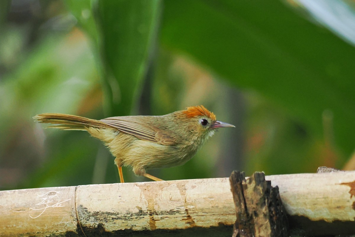 Rufous-fronted Babbler (Buff-chested) - ML624983431