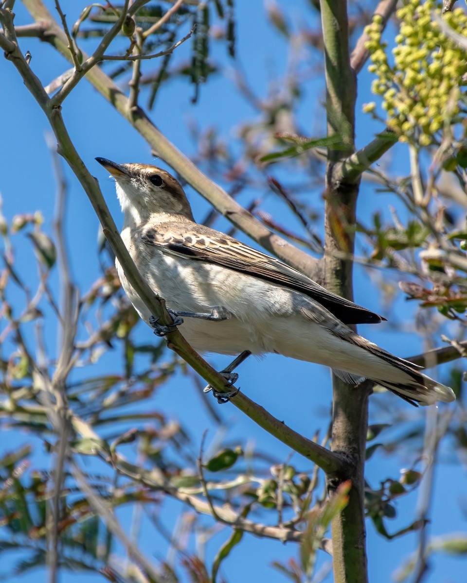 White-winged Triller - ML624983557