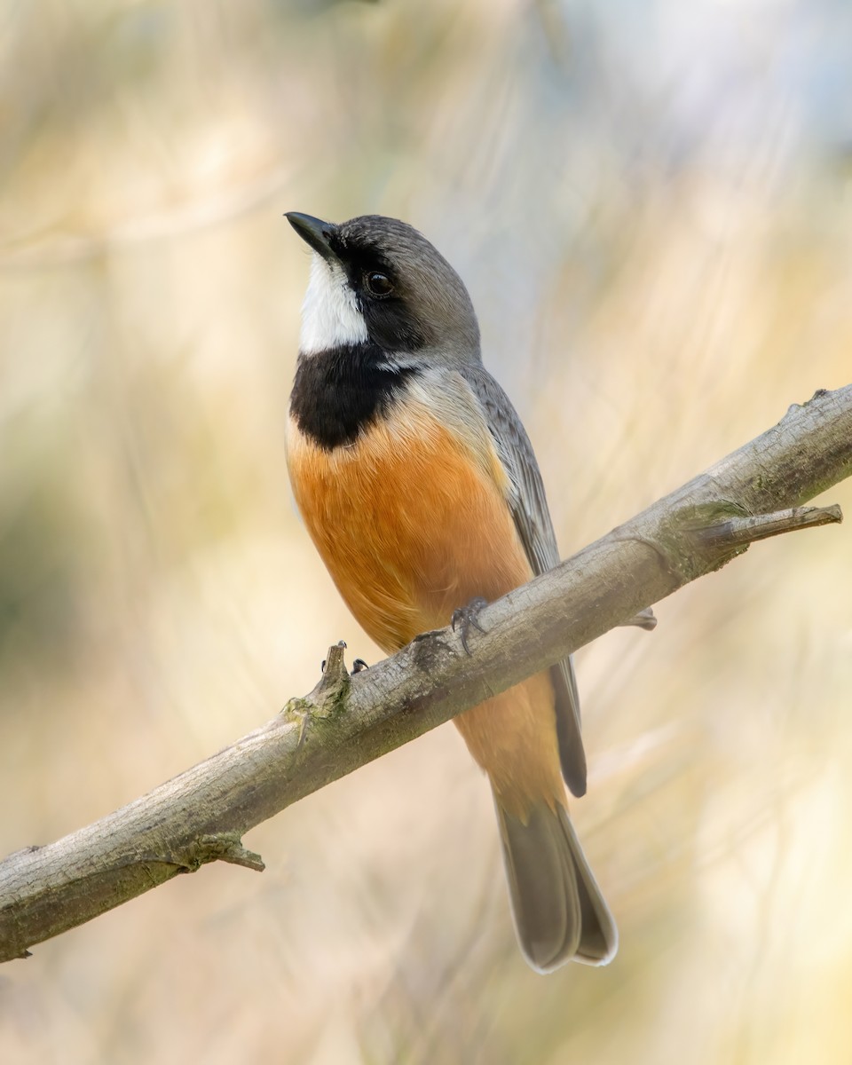 Rufous Whistler - ML624983575