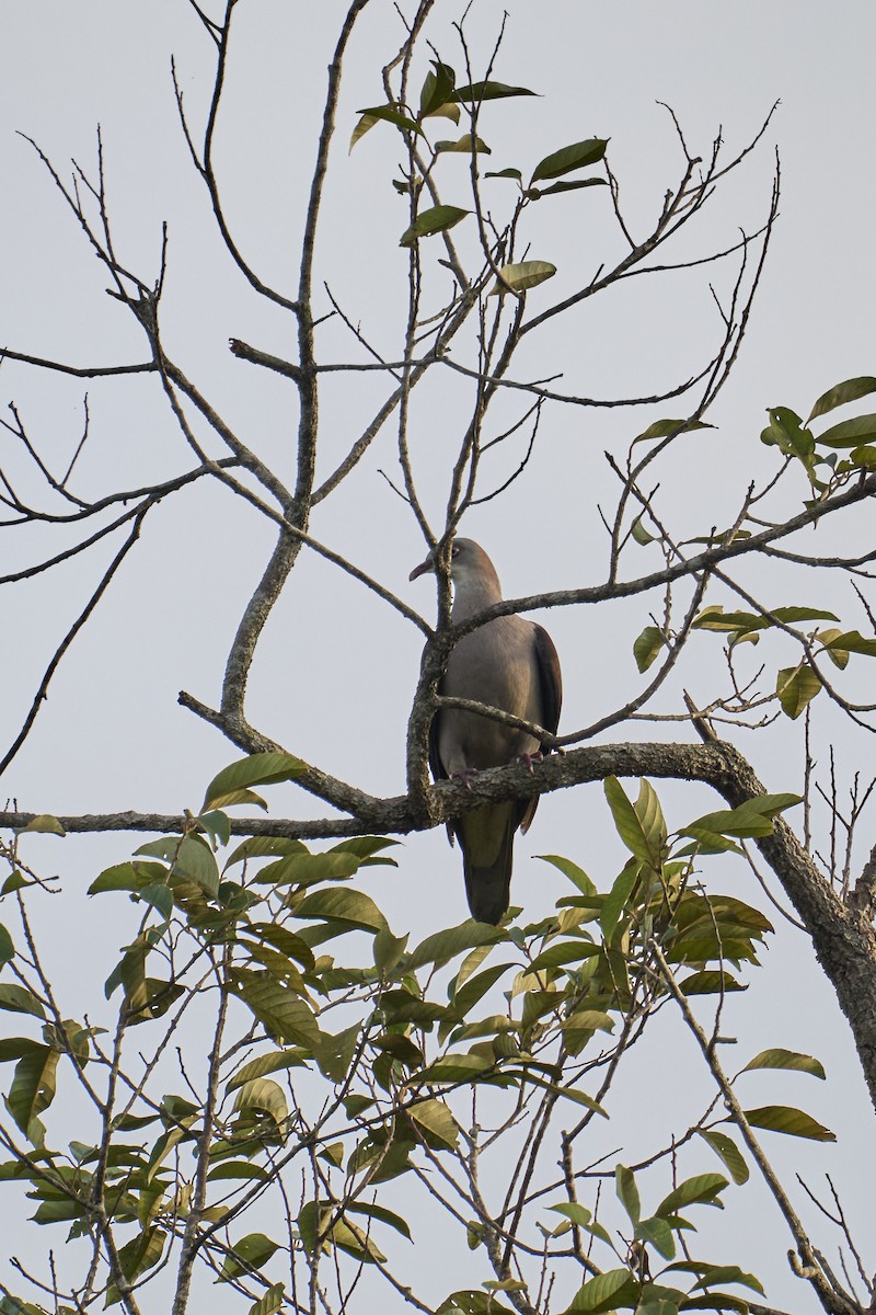 Mountain Imperial-Pigeon - ML624983597