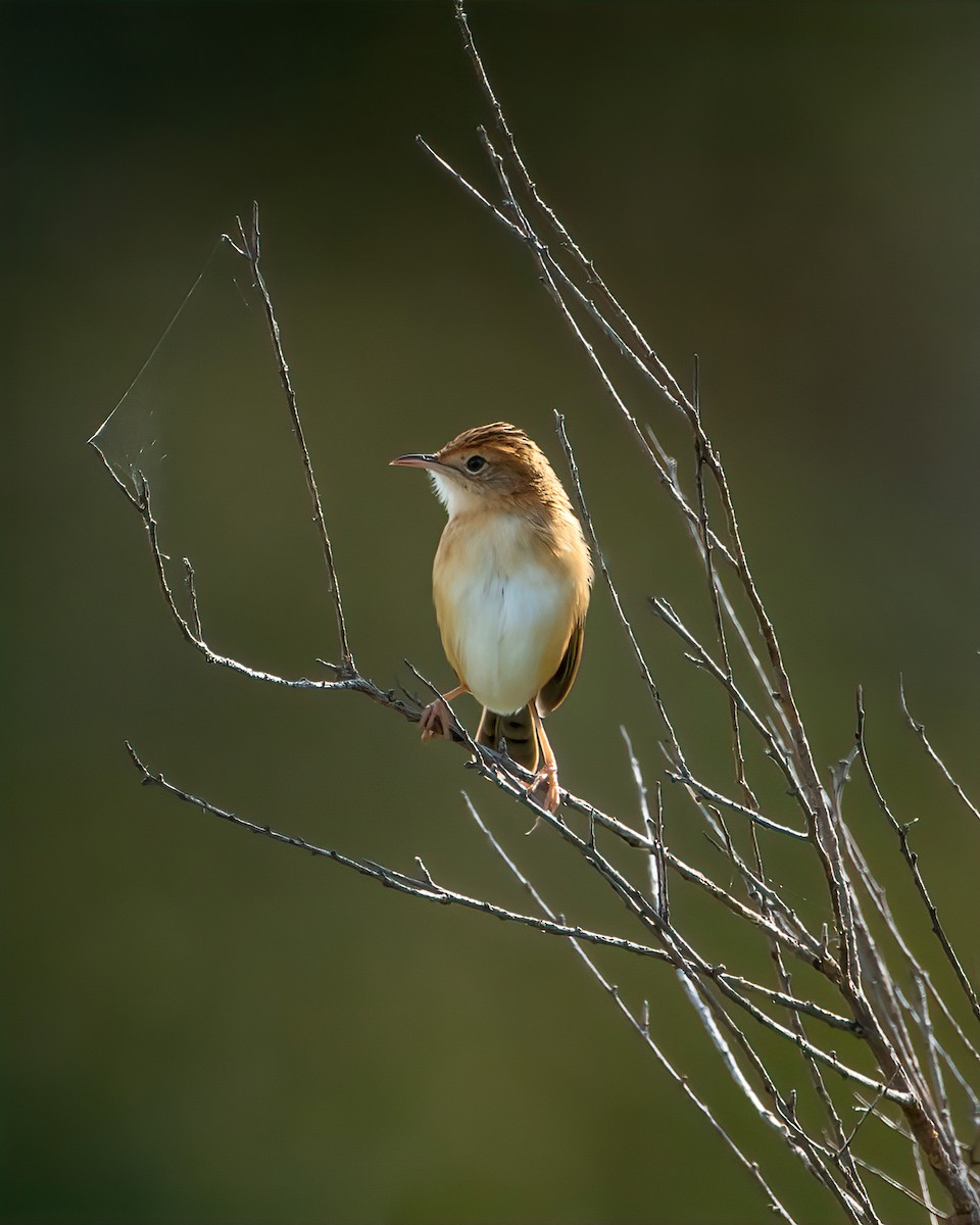 Golden-headed Cisticola - ML624983599