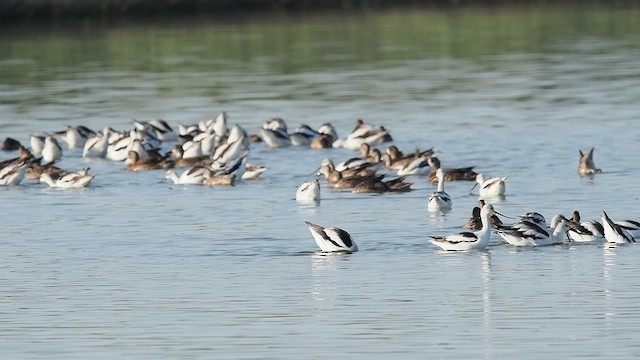 American Avocet - ML624983757