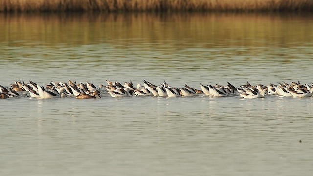 American Avocet - ML624983764