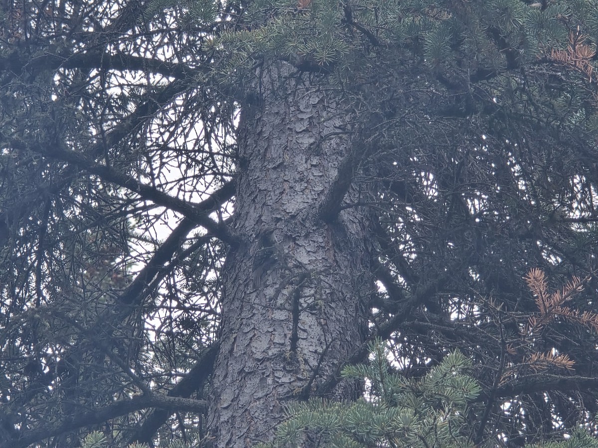 Brown Creeper - ML624983832