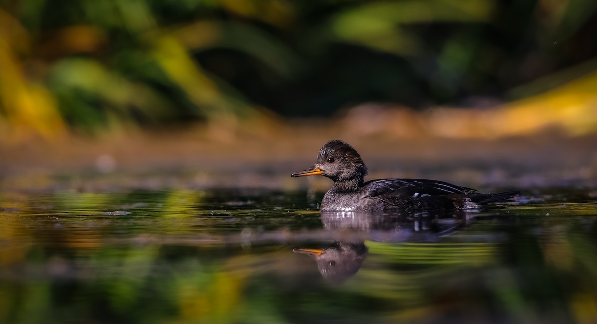 Hooded Merganser - Andrew Thomas 🦅🪶