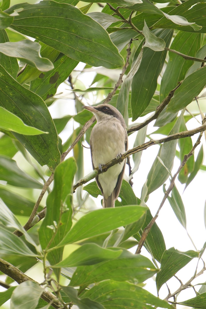 Large Woodshrike - ML624983939