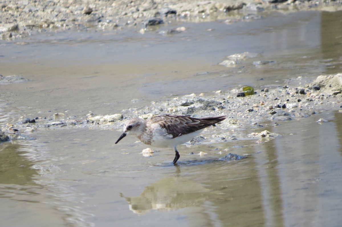 Red-necked Stint - ML624983988