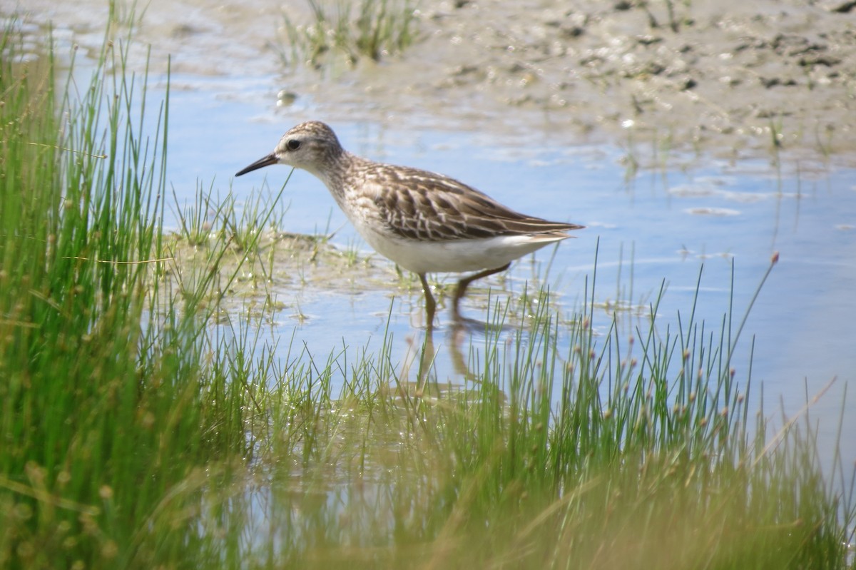 Long-toed Stint - ML624984013