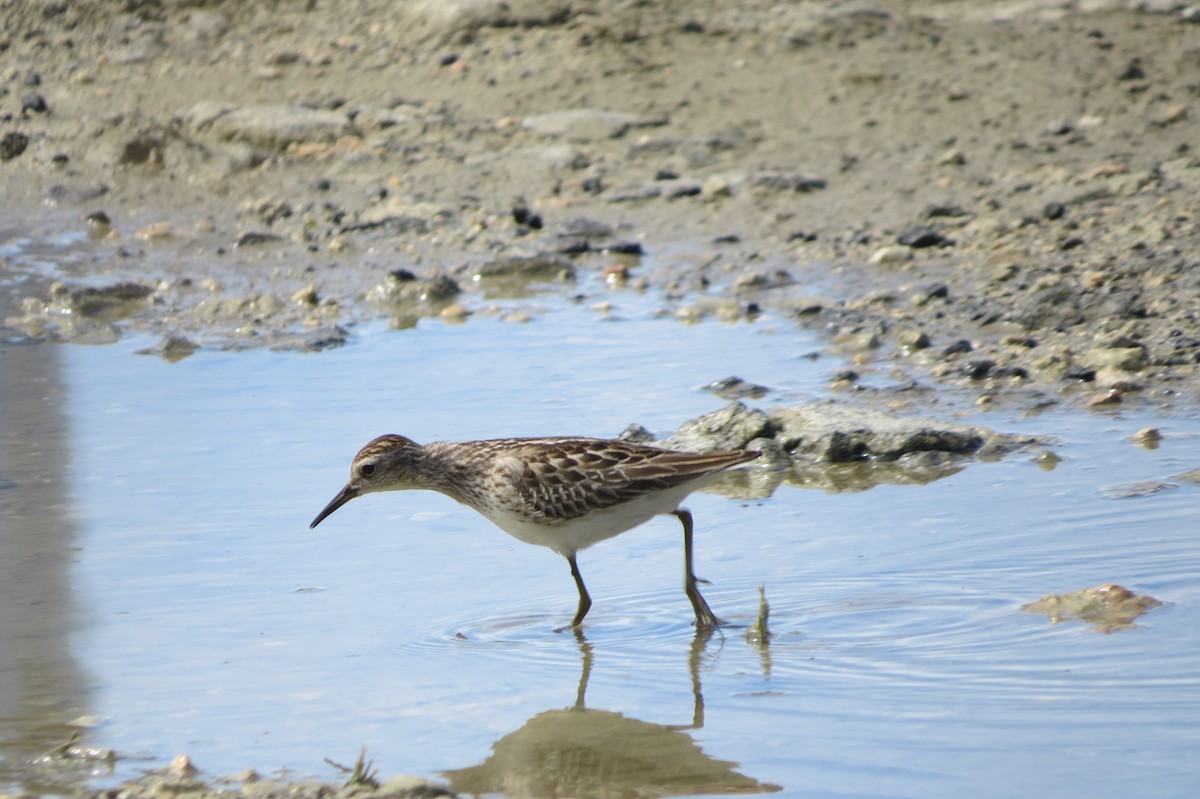 Long-toed Stint - ML624984014