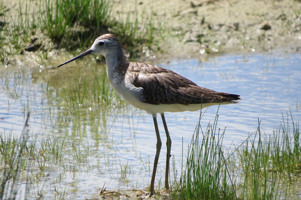 Marsh Sandpiper - ML624984028