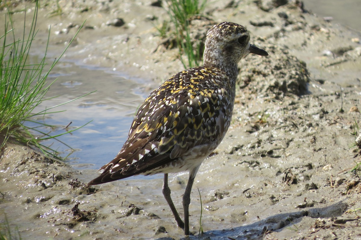 Pacific Golden-Plover - ML624984033