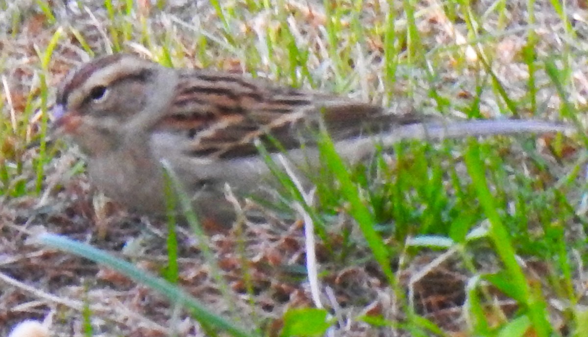 Chipping Sparrow - ML624984116