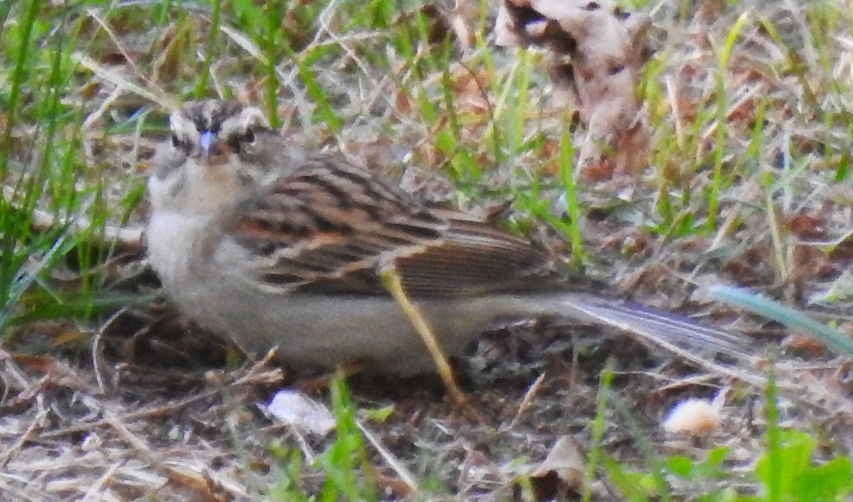 Chipping Sparrow - ML624984117