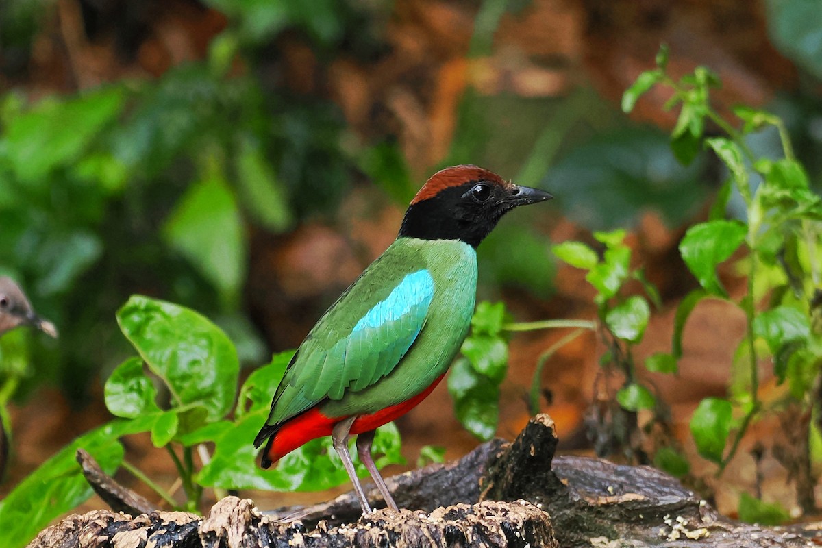 Western Hooded Pitta (Chestnut-crowned) - ML624984168