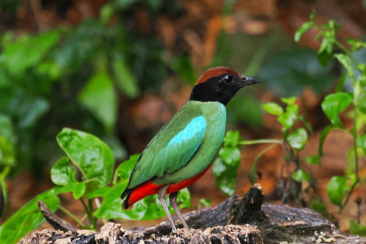 Western Hooded Pitta (Chestnut-crowned) - ML624984169