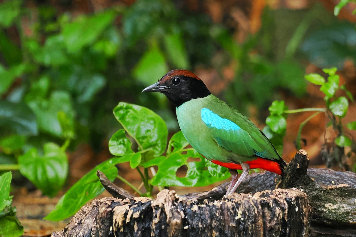 Western Hooded Pitta (Chestnut-crowned) - ML624984170