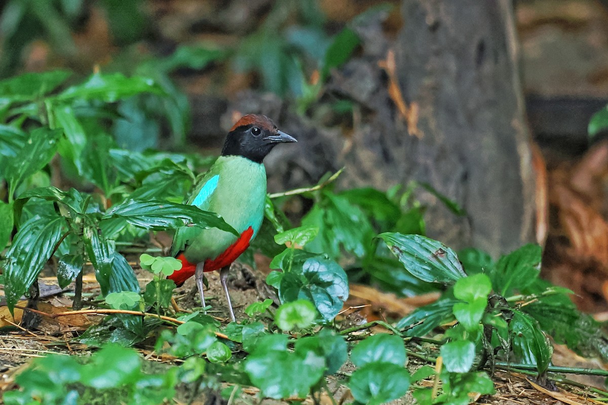 Western Hooded Pitta (Chestnut-crowned) - ML624984171