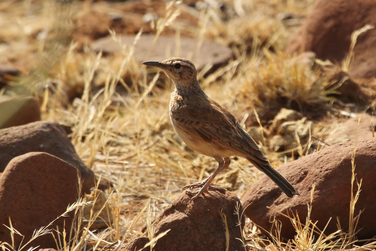 Karoo Long-billed Lark (Benguela) - ML624984352