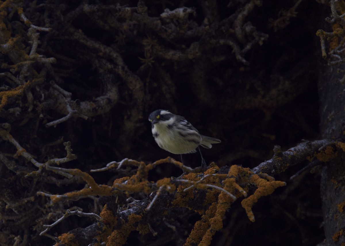 Black-throated Gray Warbler - Elizabeth Moon