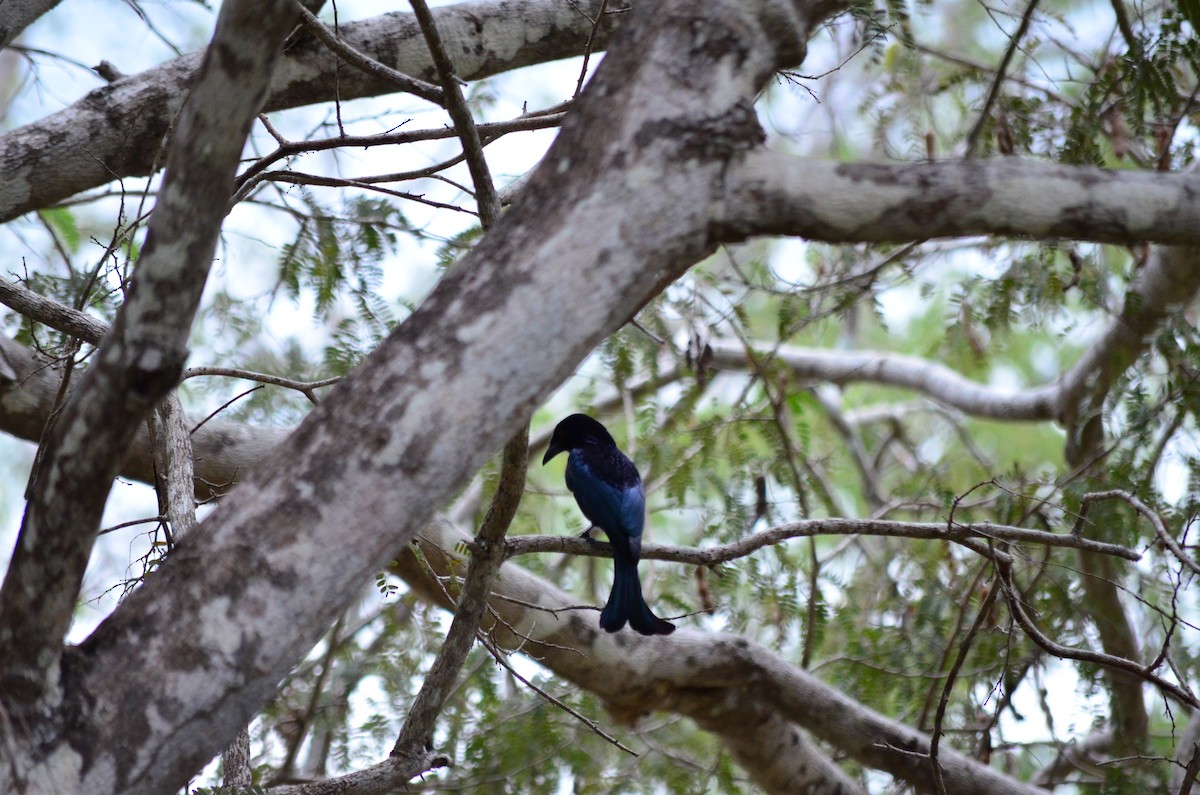 Wallacean Drongo - ML624984460