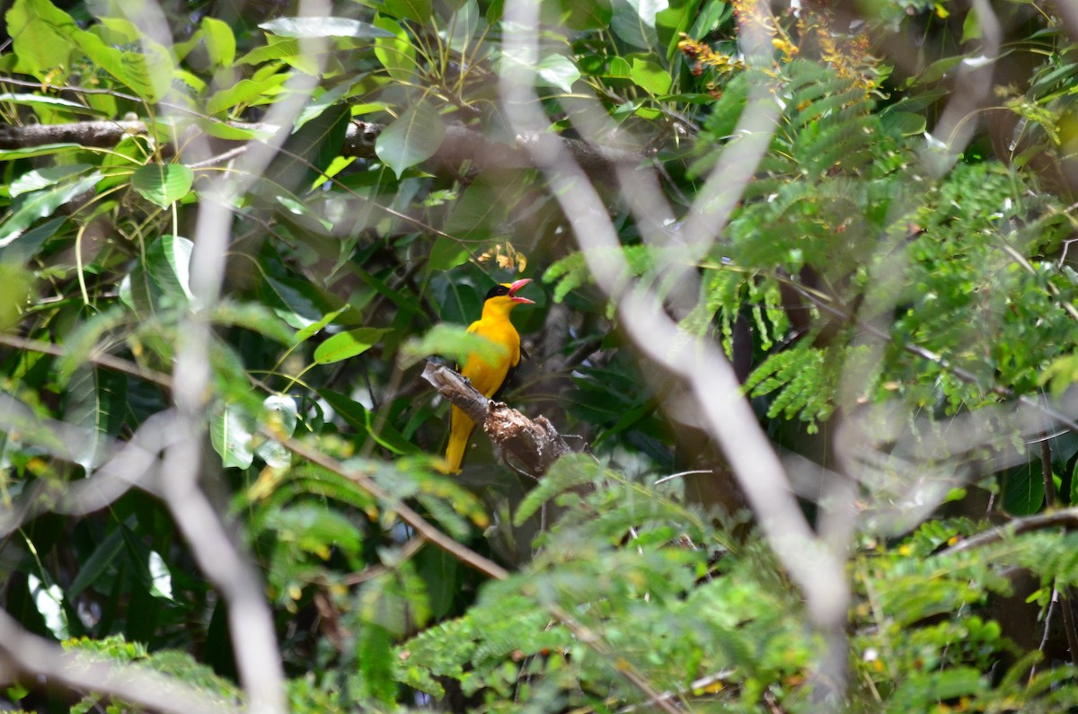 Black-naped Oriole - ML624984462