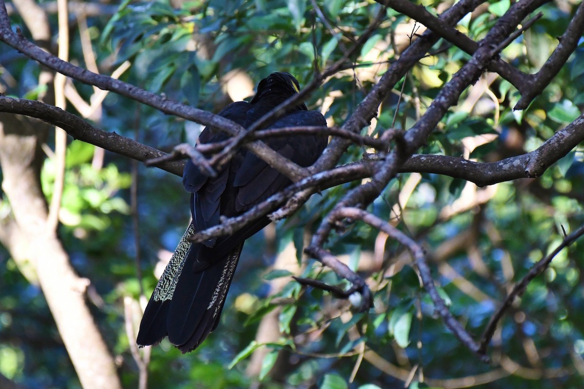 Yellow-tailed Black-Cockatoo - ML62498451