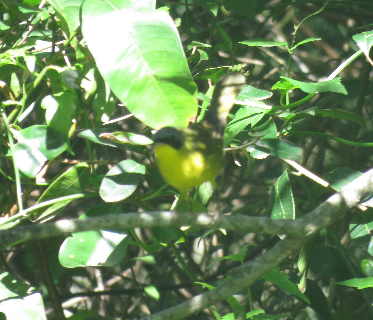 Southern Yellowthroat - ML624984618