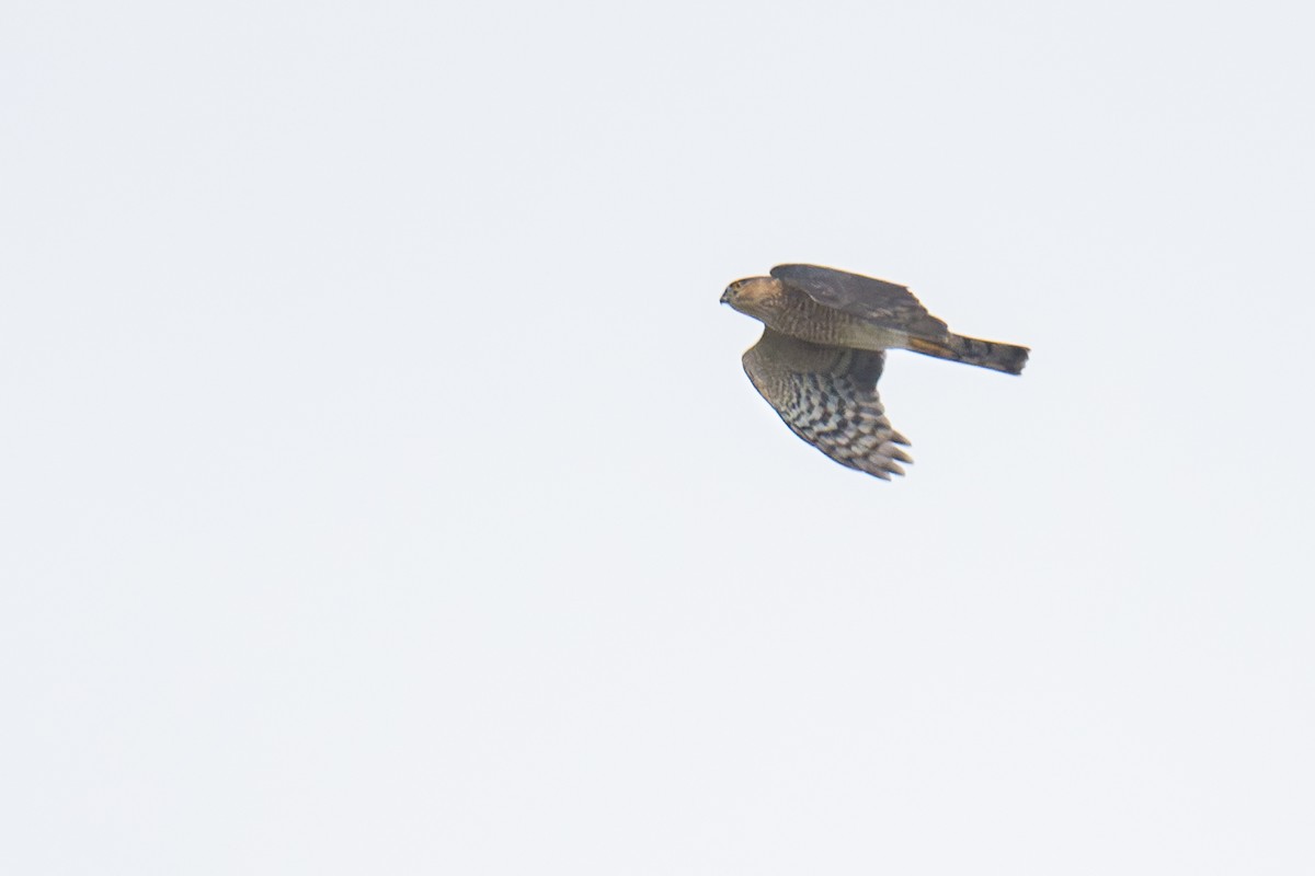 Sharp-shinned Hawk - ML624984664