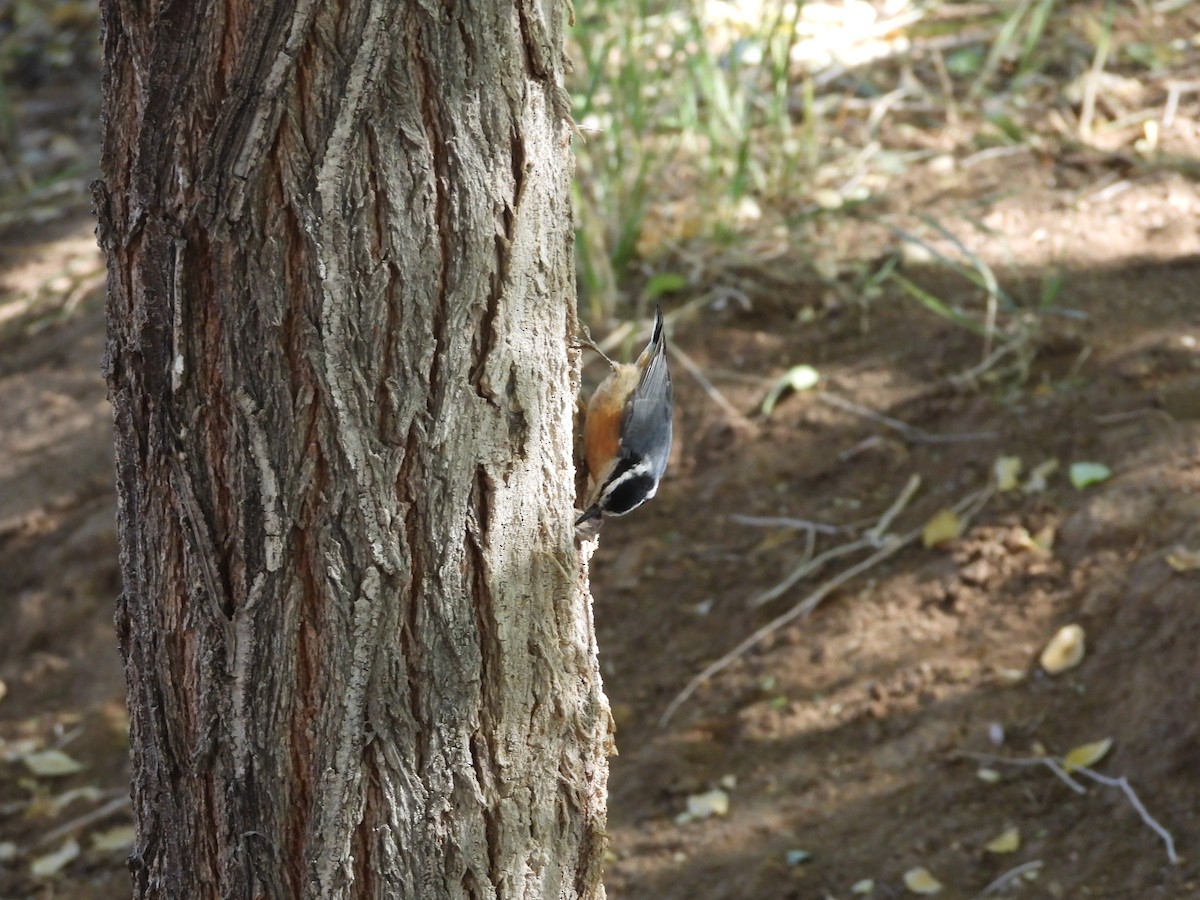 Red-breasted Nuthatch - ML624984784