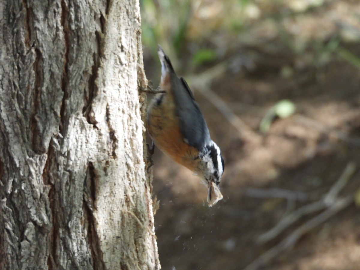 Red-breasted Nuthatch - ML624984786