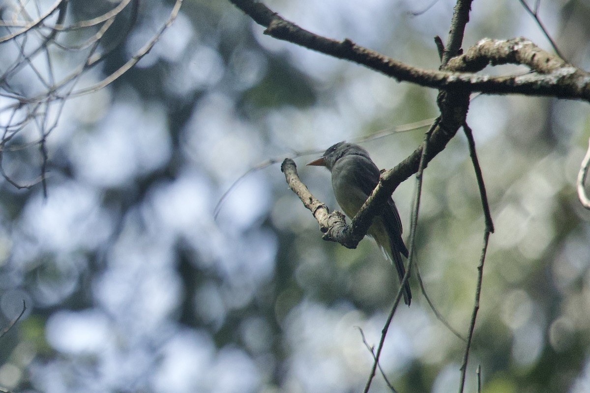 Greater Pewee - ML624984824