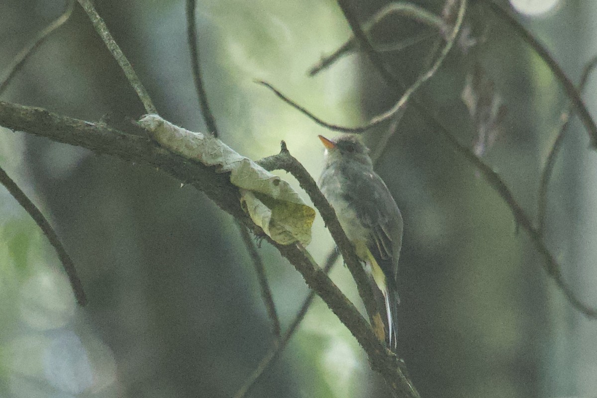 Greater Pewee - ML624984835