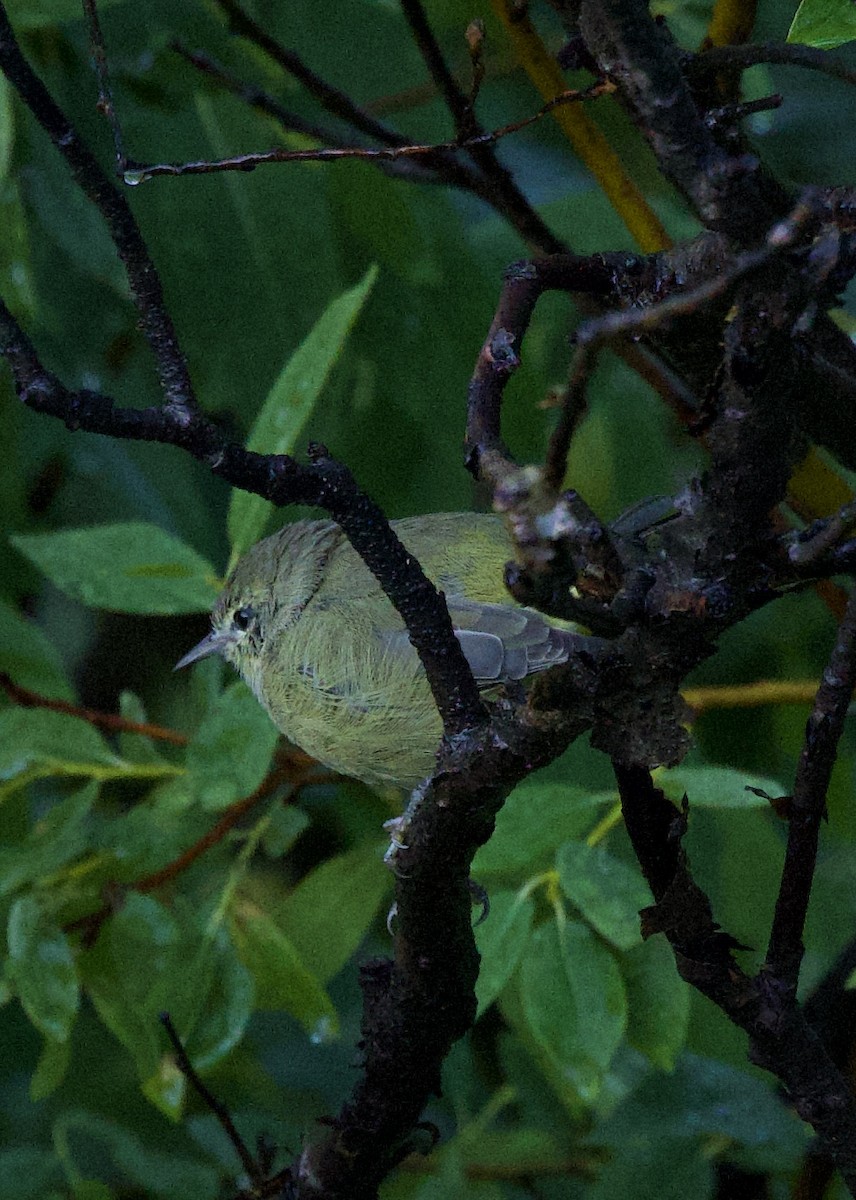 Orangefleck-Waldsänger - ML624984922