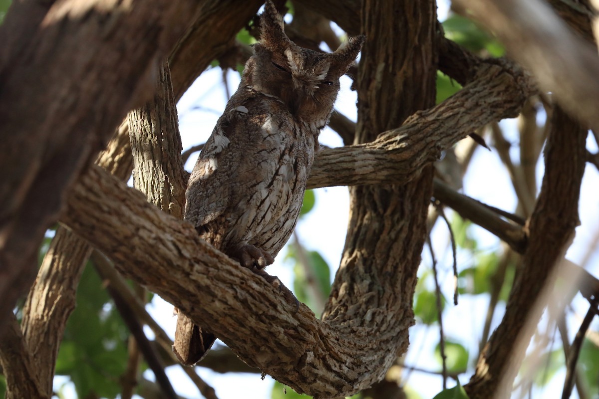 Moluccan Scops-Owl - ML624984973