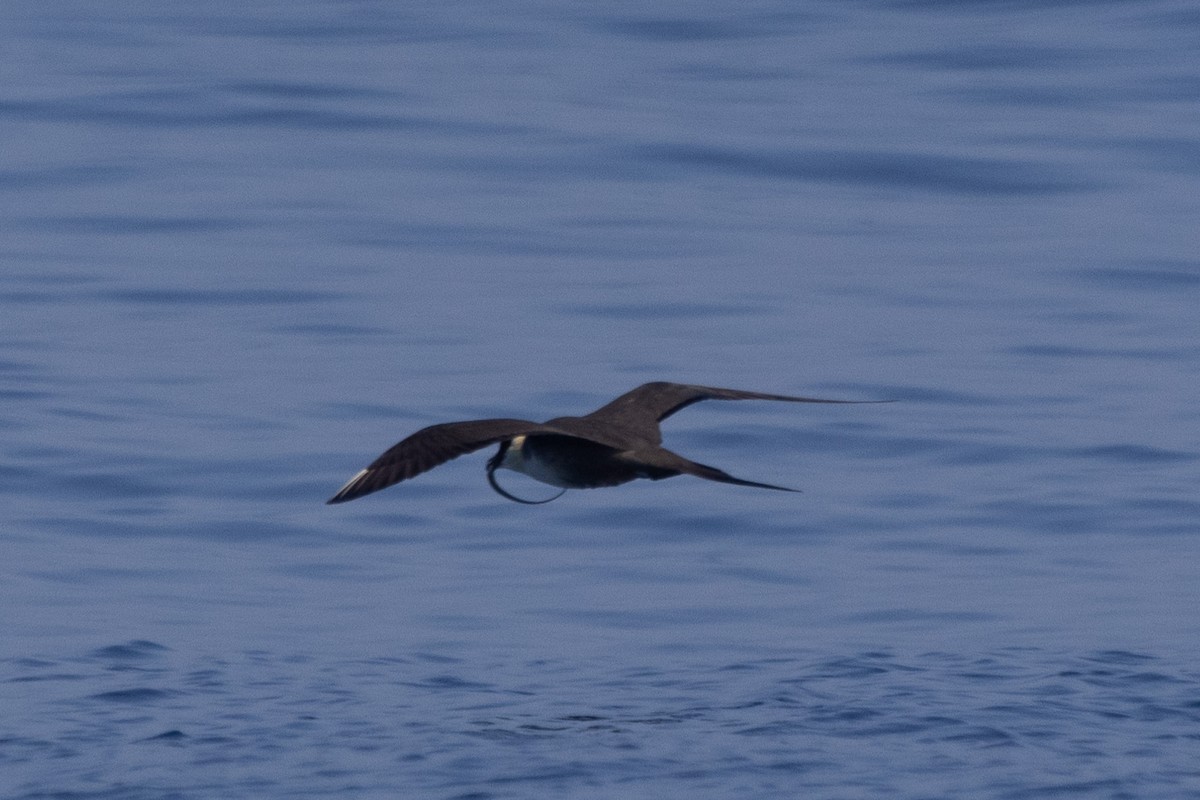 Long-tailed Jaeger - ML624985043