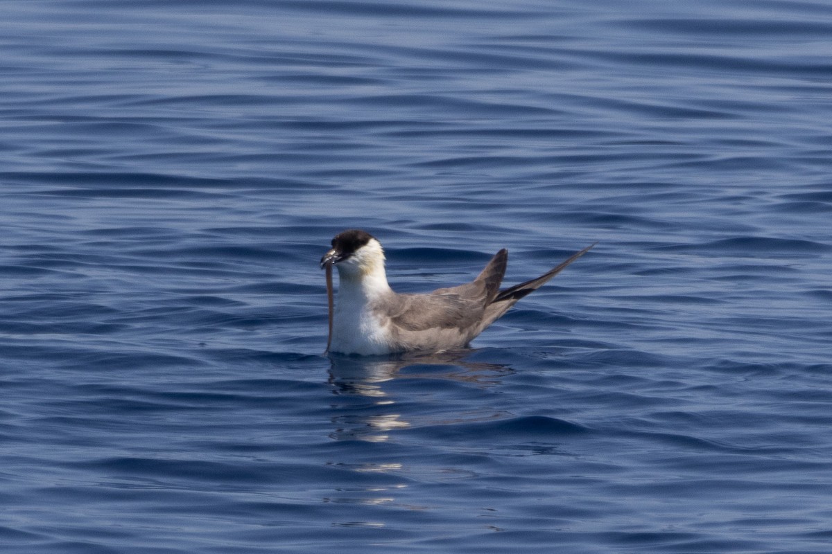 Long-tailed Jaeger - Jodhan Fine