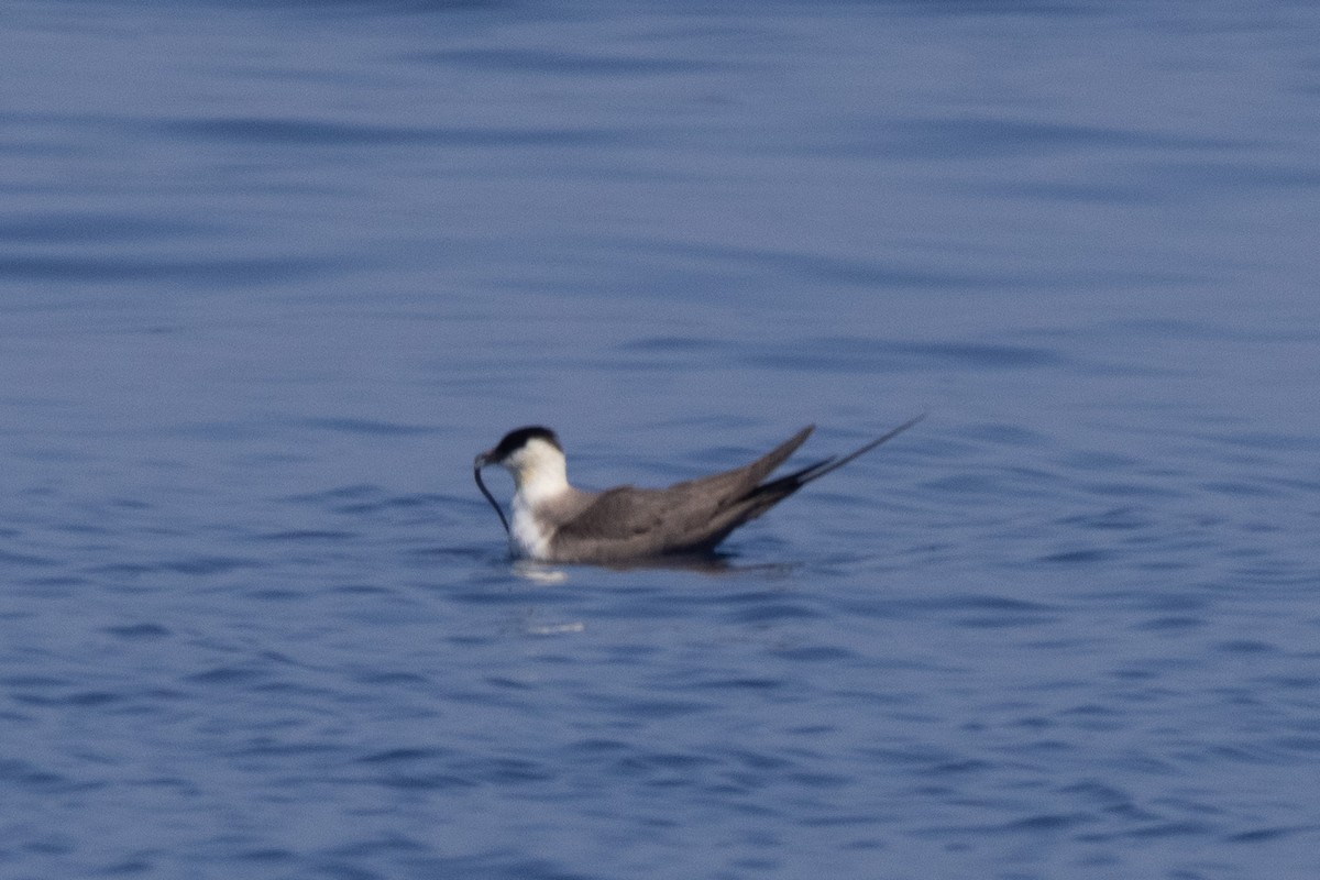 Long-tailed Jaeger - ML624985045