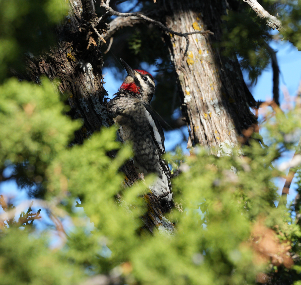 Red-naped Sapsucker - ML624985046