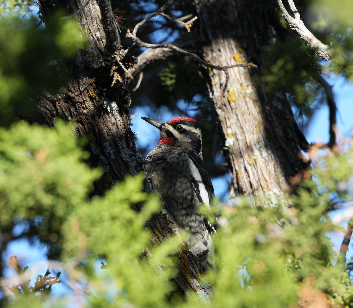 Red-naped Sapsucker - ML624985047