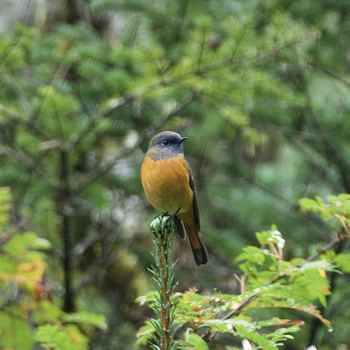 Blue-fronted Redstart - ML624985088