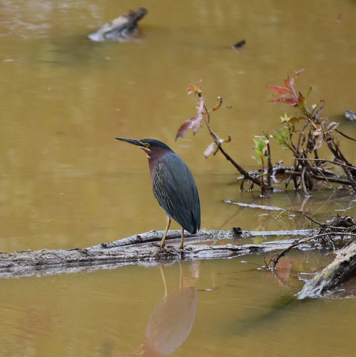 Green Heron - Till Dohse