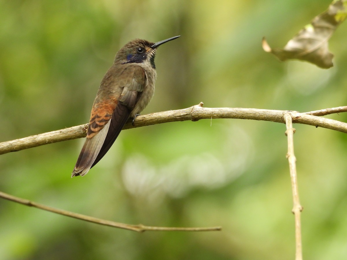 Brown Violetear - ML624985121