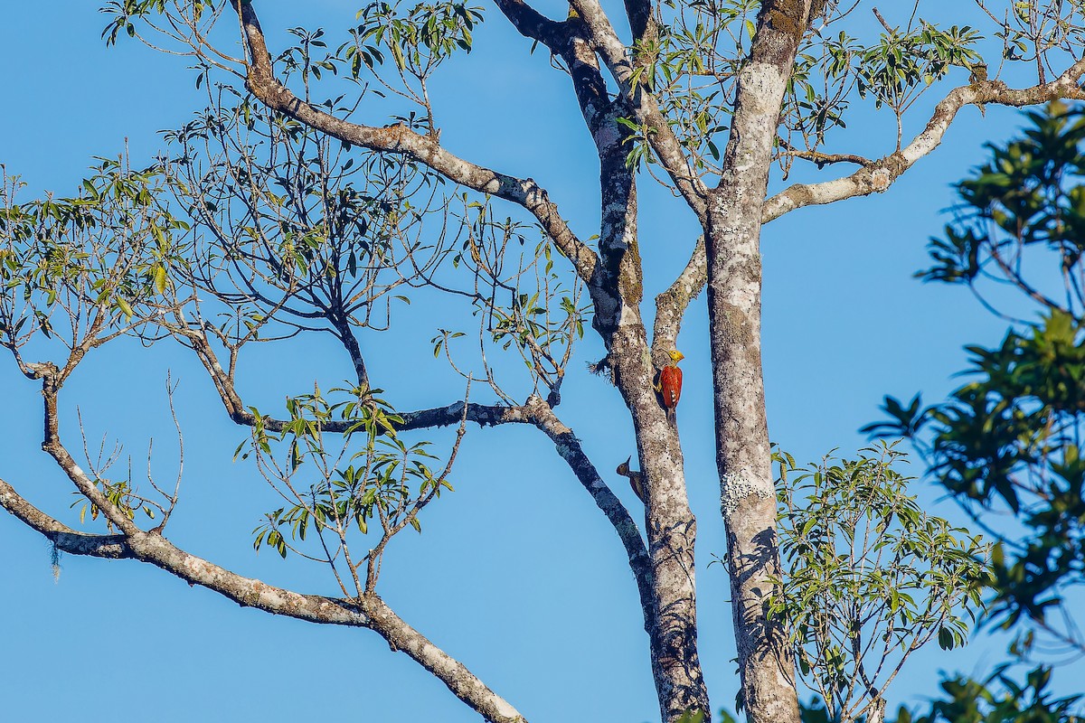 Yellow-faced Flameback - ML624985161