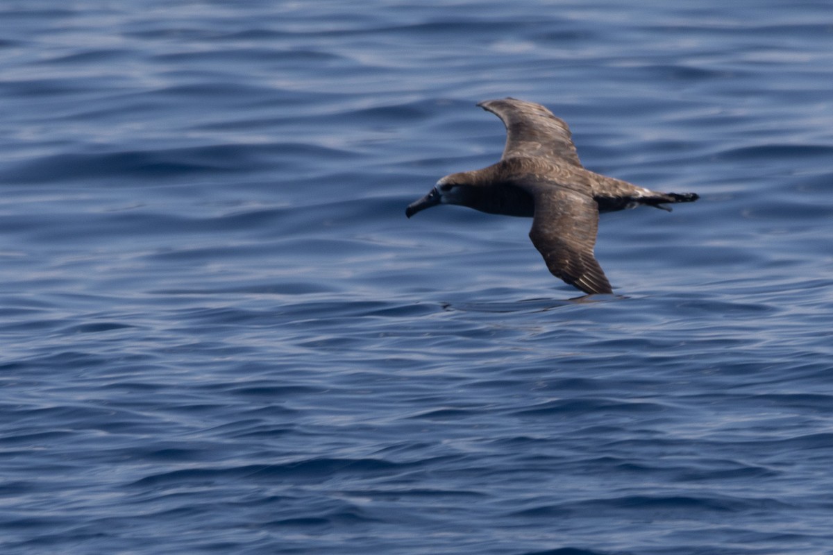 Black-footed Albatross - ML624985171