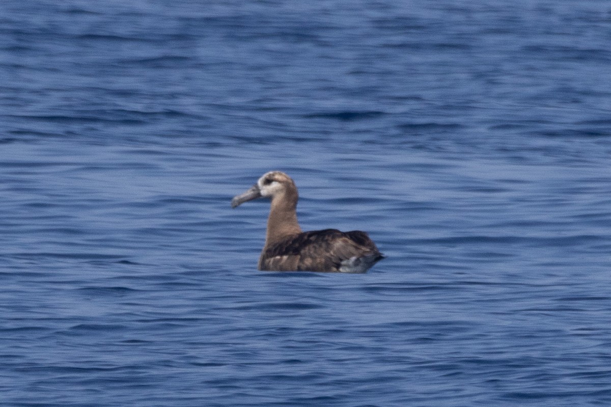 Black-footed Albatross - ML624985173