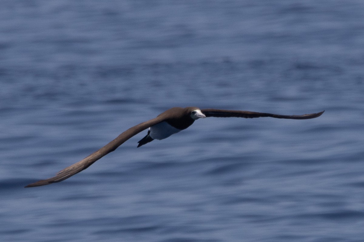 Brown Booby - ML624985175